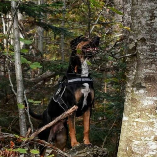 Croisé beauceron de 4 ans cherche nouvelle famille #2