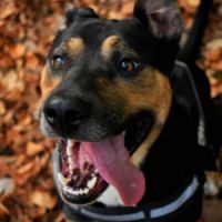 Croisé beauceron de 4 ans cherche nouvelle famille