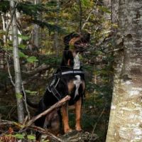 Croisé beauceron de 4 ans cherche nouvelle famille #2