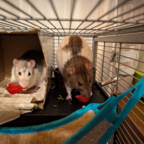 Rats femelles de moins d’un an #2