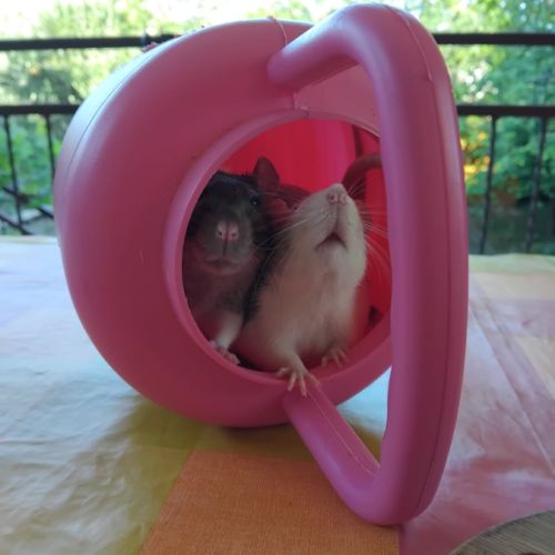 Rats femelles de moins d’un an #3