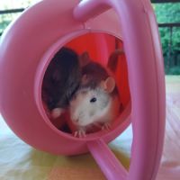 Rats femelles de moins d’un an