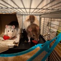 Rats femelles de moins d’un an #2