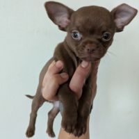 Chiots chihuahua