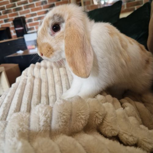 Boule de poil gourmande #1