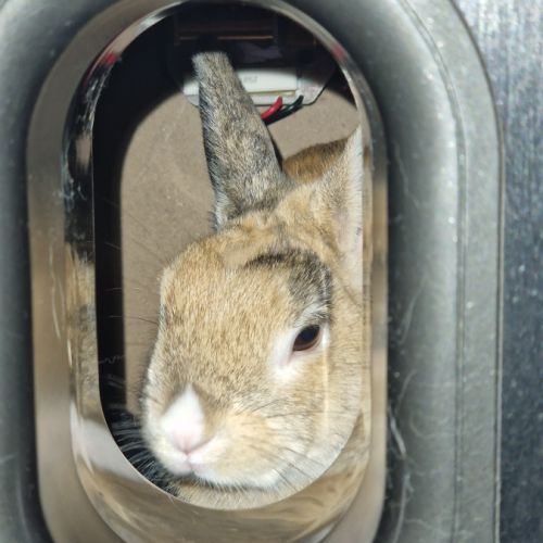 Boule de poil gourmande #2