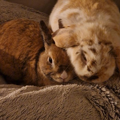 Boule de poil gourmande #0