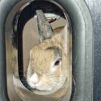 Boule de poil gourmande #2