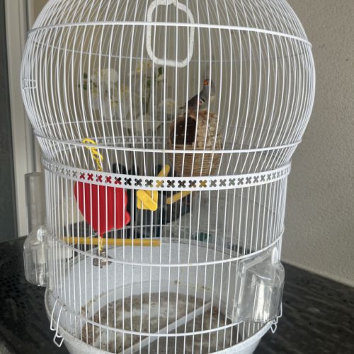 Mandarin à donner #1