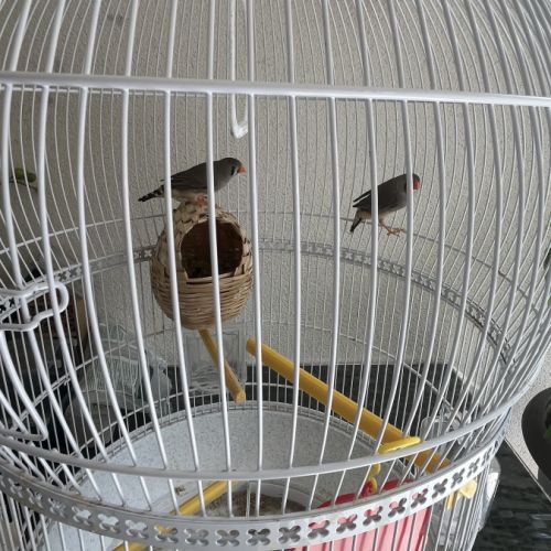 Mandarin à donner #2