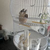 Mandarin à donner #4