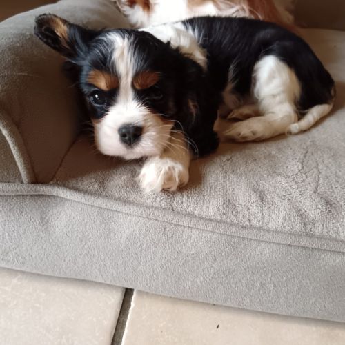 Chiots cavalier king charles lof