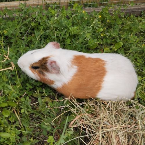 3 cochons d'inde cherchent nouvelle famille #0