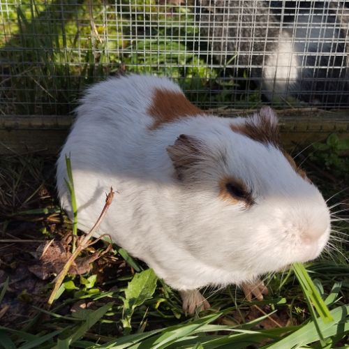 3 cochons d'inde cherchent nouvelle famille #3