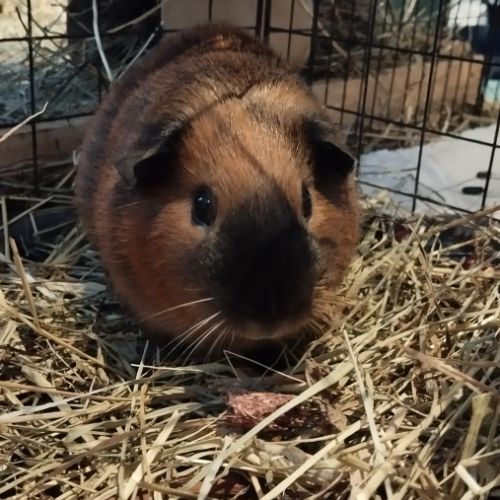 3 cochons d'inde cherchent nouvelle famille #4