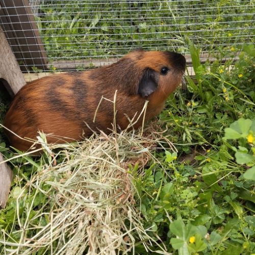 3 cochons d'inde cherchent nouvelle famille #5