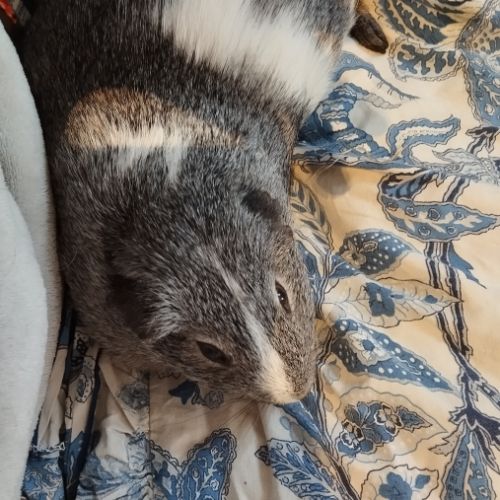 3 cochons d'inde cherchent nouvelle famille #7