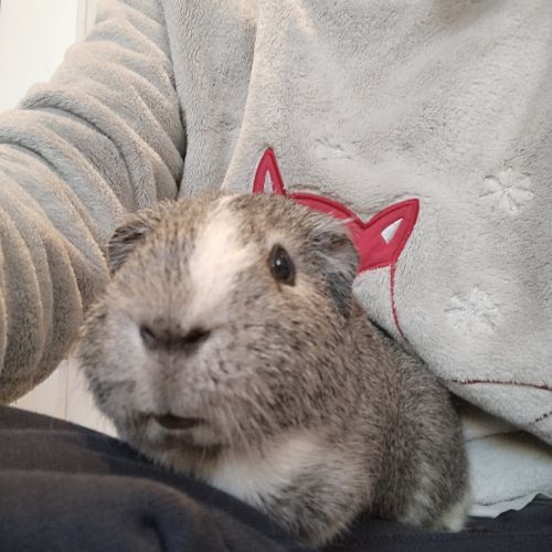 3 cochons d'inde cherchent nouvelle famille #8