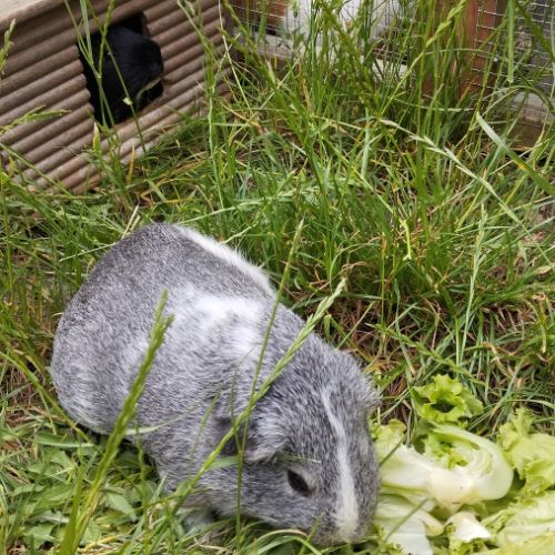 3 cochons d'inde cherchent nouvelle famille #9