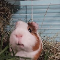 3 cochons d'inde cherchent nouvelle famille #2