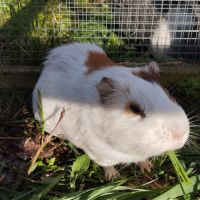 3 cochons d'inde cherchent nouvelle famille #3