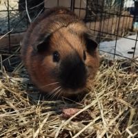 3 cochons d'inde cherchent nouvelle famille #4