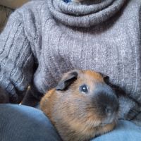 3 cochons d'inde cherchent nouvelle famille #6