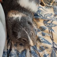 3 cochons d'inde cherchent nouvelle famille #7