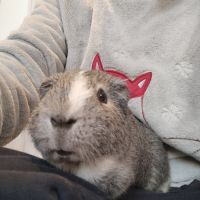 3 cochons d'inde cherchent nouvelle famille #8