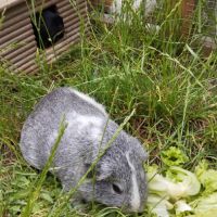 3 cochons d'inde cherchent nouvelle famille #9