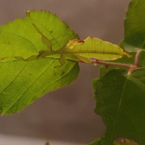 Phasme-feuille (phyllium philippinicum) #2