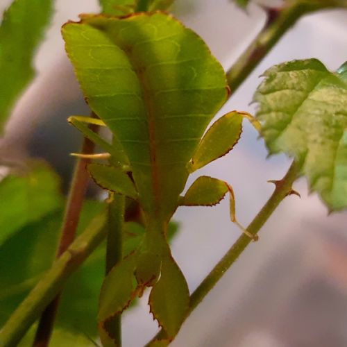 Phasme-feuille (phyllium philippinicum)