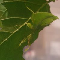 Phasme-feuille (phyllium philippinicum) #1