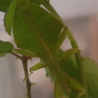 Phasme-feuille (phyllium philippinicum) #3