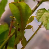 Phasme-feuille (phyllium philippinicum) #0