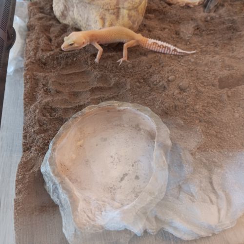 Gecko léopard femelle docile + terrarium complet #1