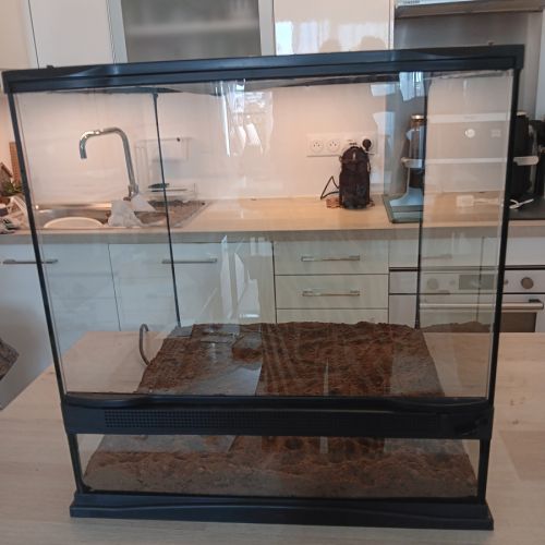 Gecko léopard femelle docile + terrarium complet #6