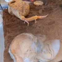 Gecko léopard femelle docile + terrarium complet #2