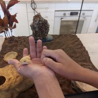 Gecko léopard femelle docile + terrarium complet #3