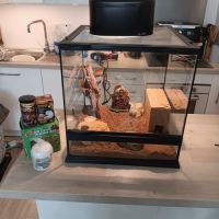 Gecko léopard femelle docile + terrarium complet #5