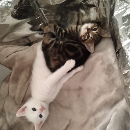 2 chatons males blancs et femelle tigrée 2,5 mois #1