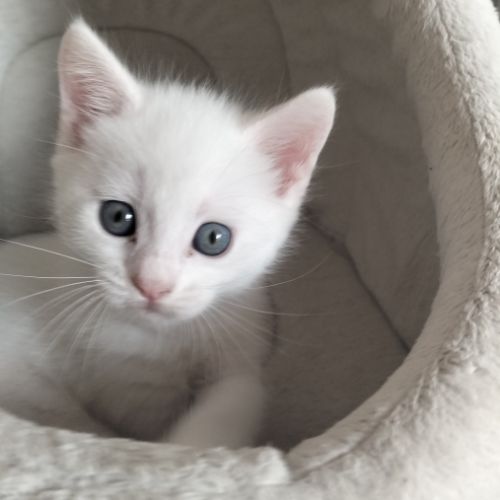 2 chatons males blancs et femelle tigrée 2,5 mois #2