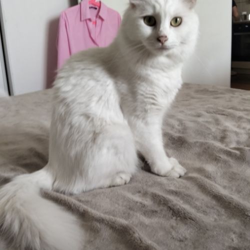 2 chatons males blancs et femelle tigrée 2,5 mois #3