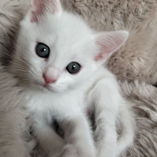 2 chatons males blancs et femelle tigrée 2,5 mois #4