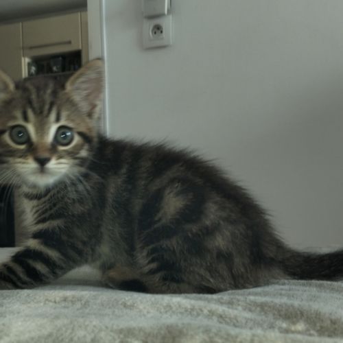 2 chatons males blancs et femelle tigrée 2,5 mois #5