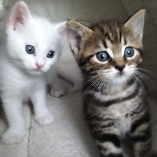 2 chatons males blancs et femelle tigrée 2,5 mois #6