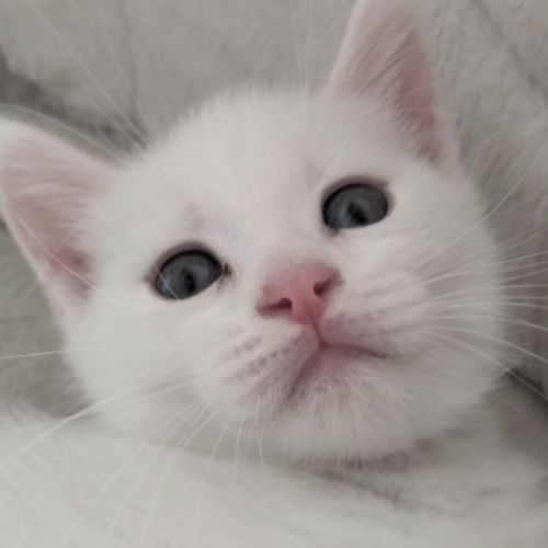 2 chatons males blancs et femelle tigrée 2,5 mois #7