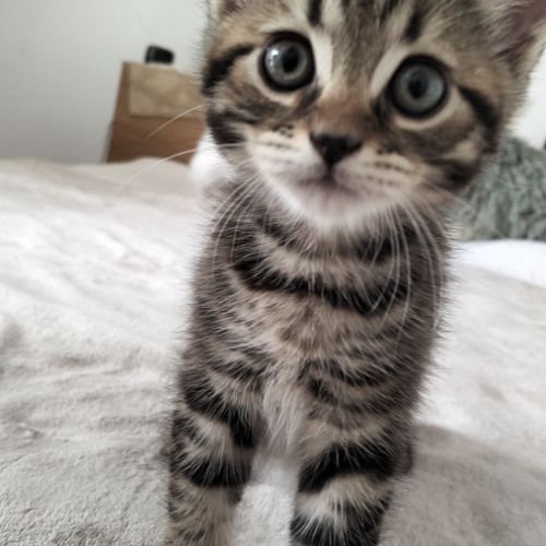 2 chatons males blancs et femelle tigrée 2,5 mois #8