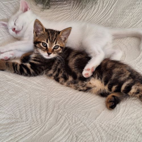 2 chatons males blancs et femelle tigrée 2,5 mois