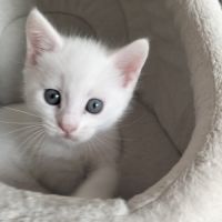 2 chatons males blancs et femelle tigrée 2,5 mois #2